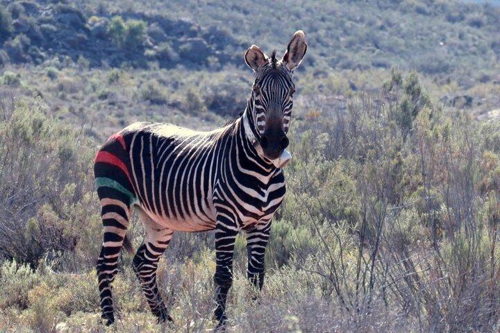 Cape Town-2 Days 1-Overnight Sanbona Big Five Safaris Game Reserv - photo 3