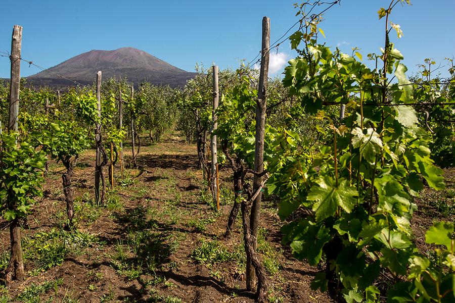 WINE TASTING on Vesuvius tour from Naples - Group Tour - cover photo