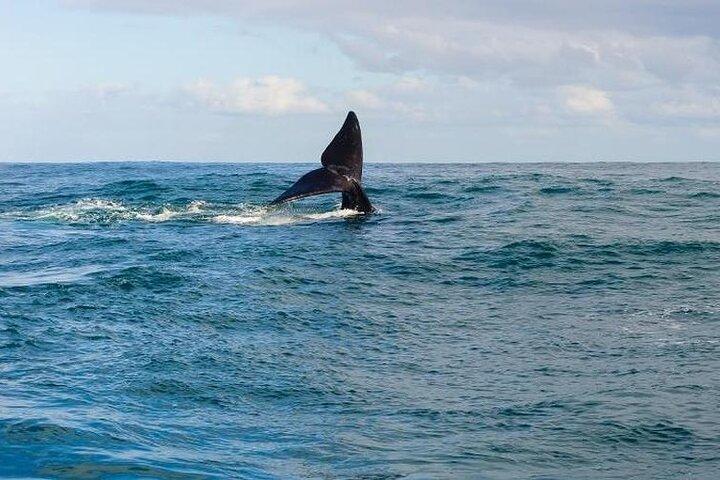 Whale Watching Tour in Hermanus  - photo 2