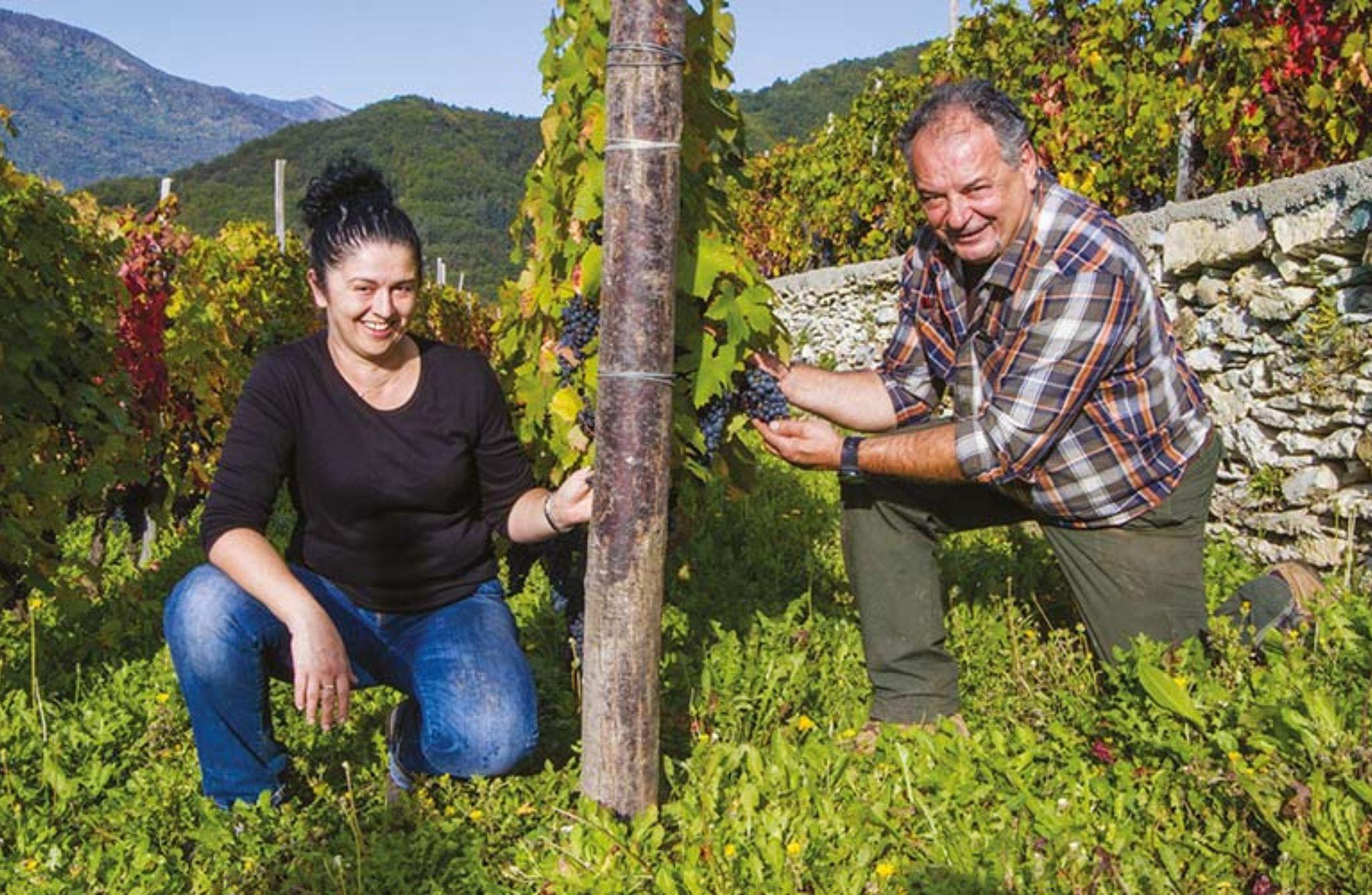 Vineyard Tour with Wine Tasting and Light Lunch near Imperia - cover photo
