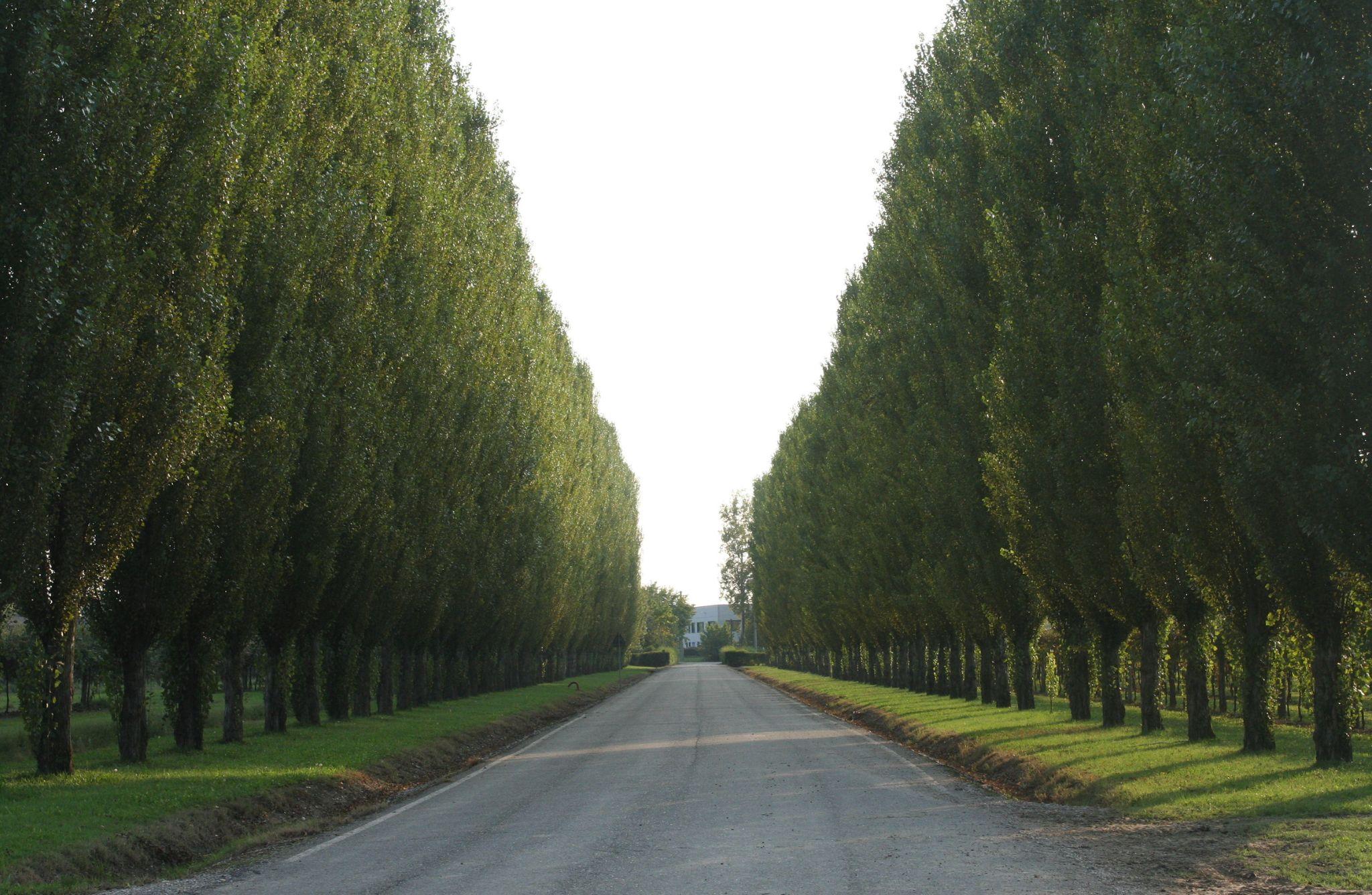 Balsamic Vinegar Tasting & Vintage Car Museum near Modena - photo 5