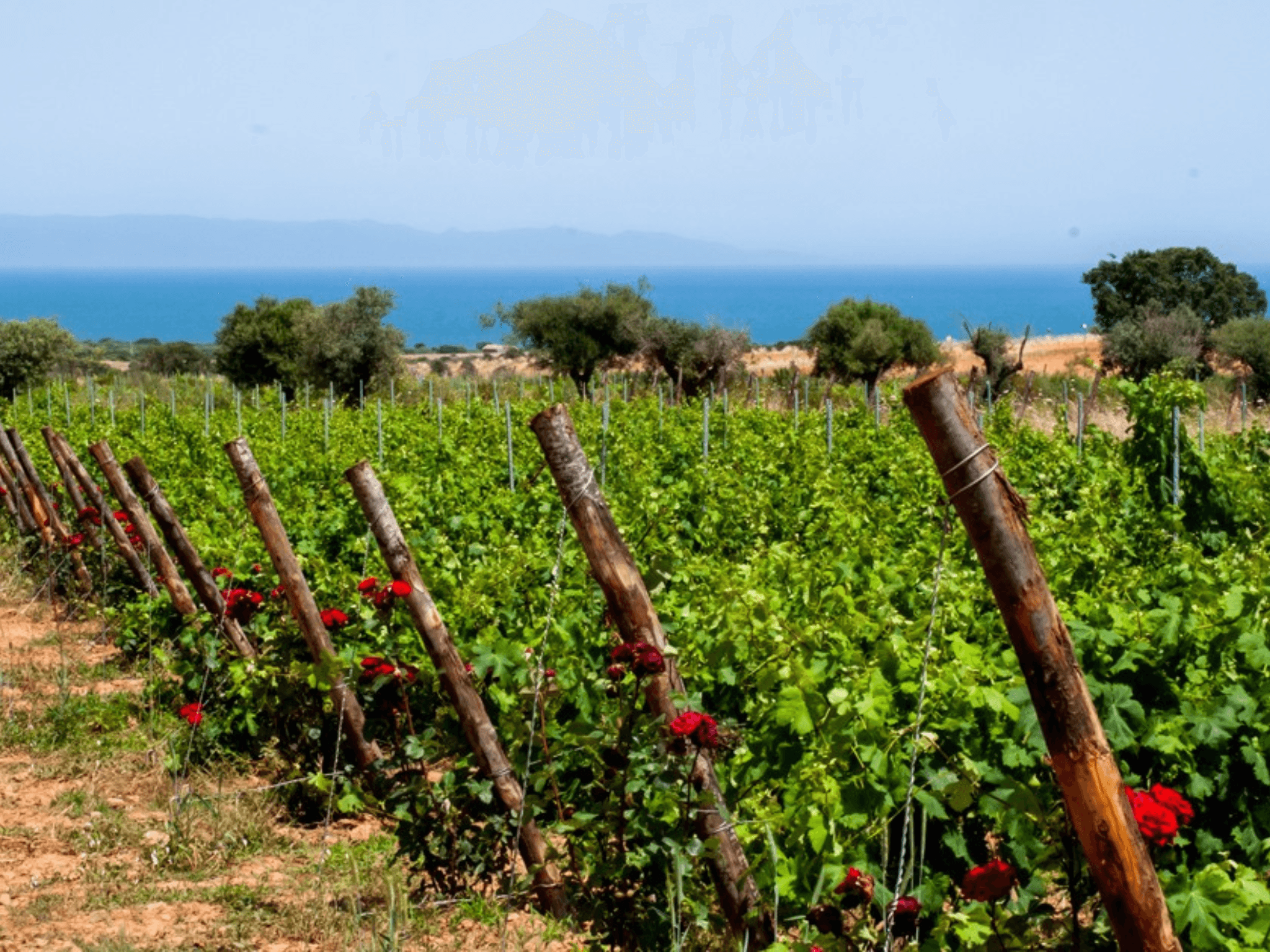 Wine Tasting & Winery Visit on Cagliari Countryside Hills - cover photo