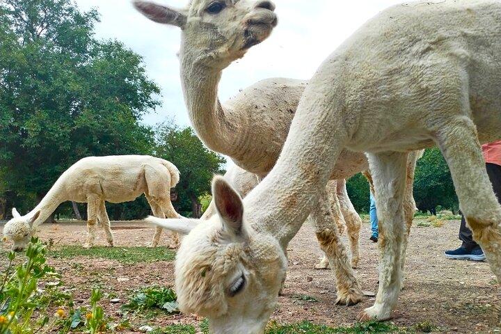Private All Inclusive Shamakhi Alpaca and Wine Tour - photo 4