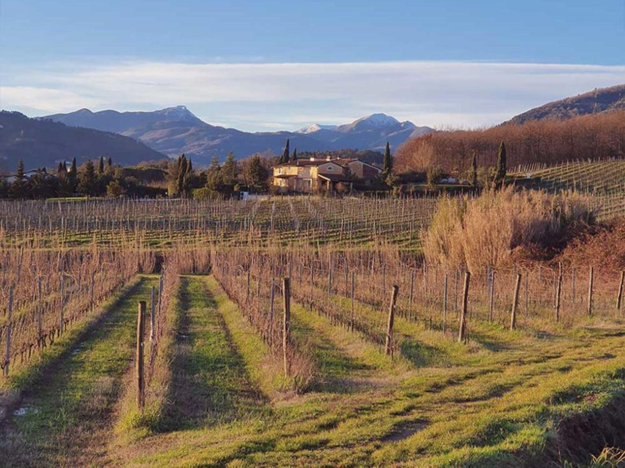 Organic and Biodynamic Winery Tour and Tasting in Lucca - photo 2