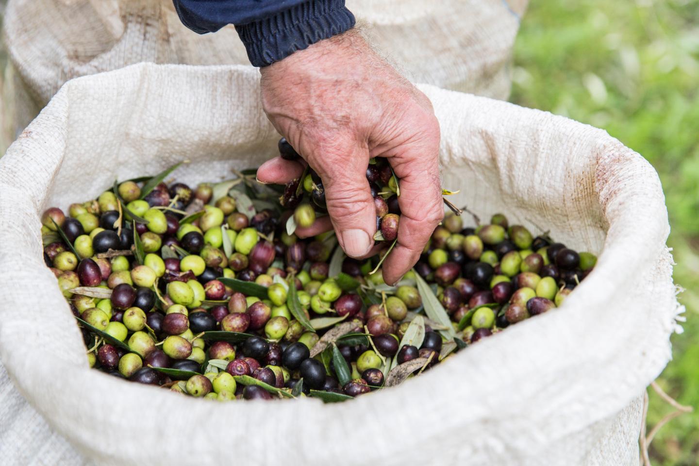Visita l'azienda agricola Garra  degusta l'olio e i suoi prodotti - photo 3