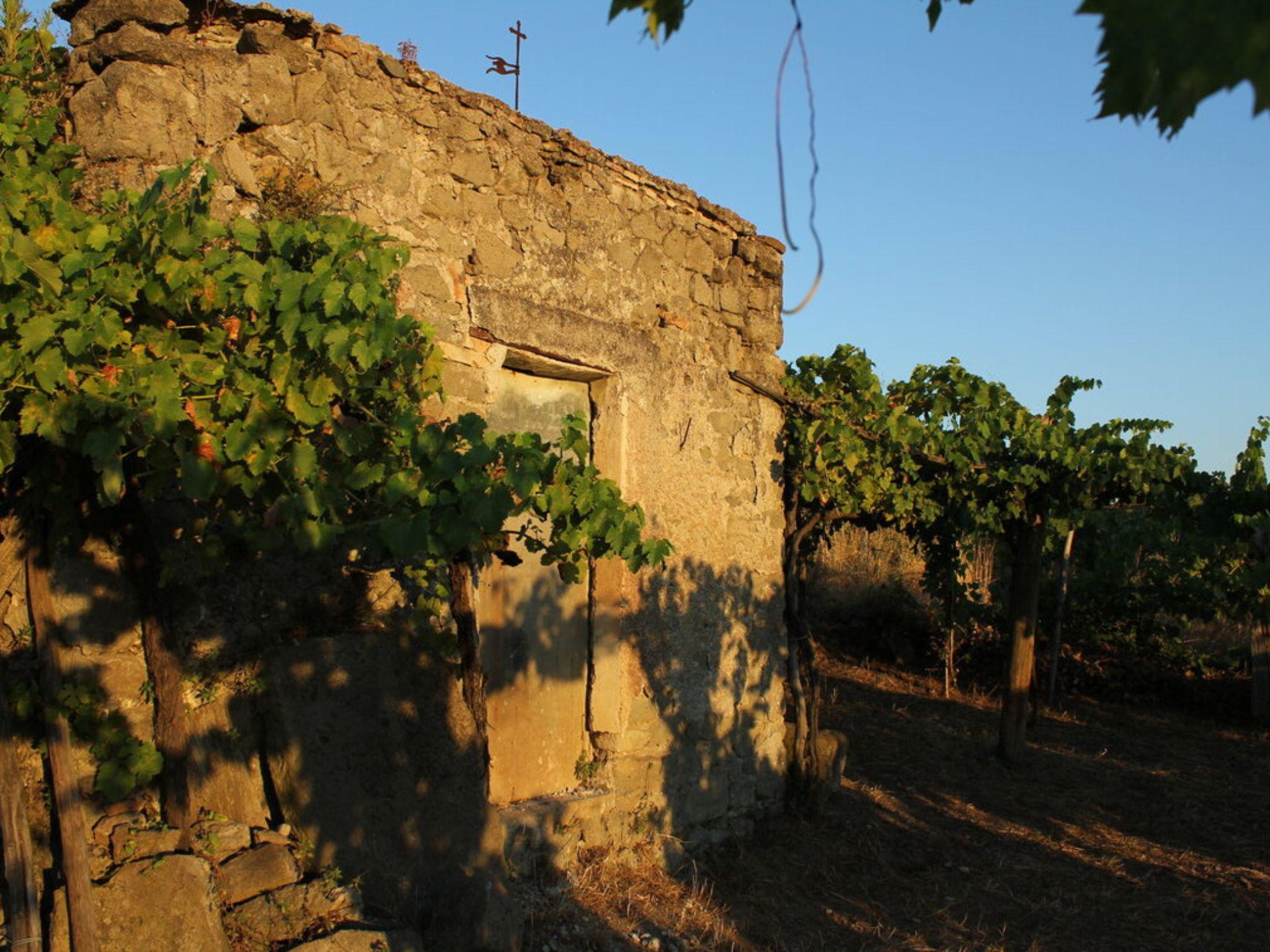 Wine Tasting & Medieval Town Visit at Castelli Romani - cover photo