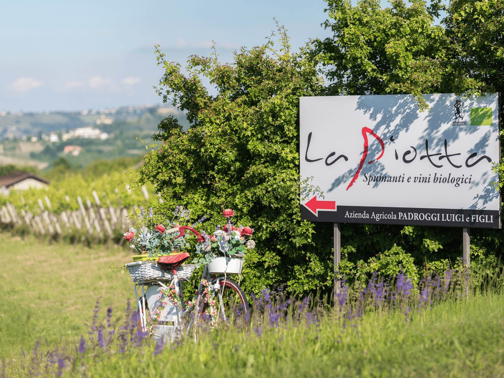 Organic Winery Visit & Wine Tasting with Food in Pavia - photo 2