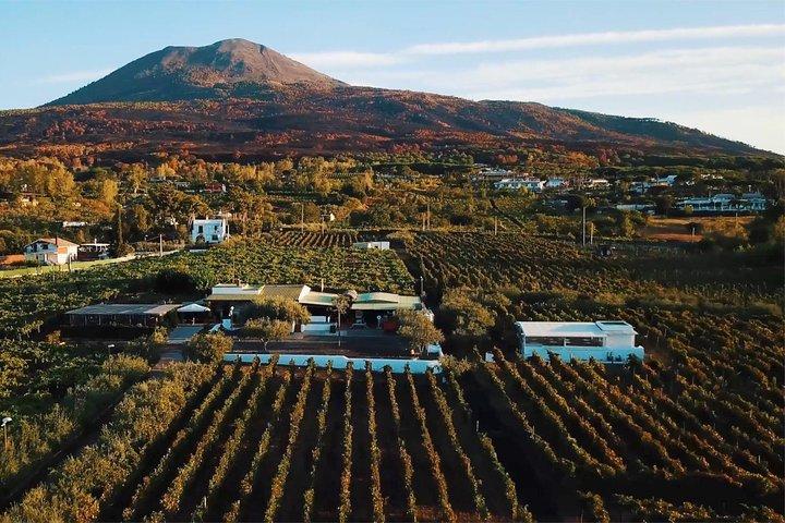 Organic Wine Tasting & Lunch on Vesuvius with Transfer from Amalfi Coast - cover photo