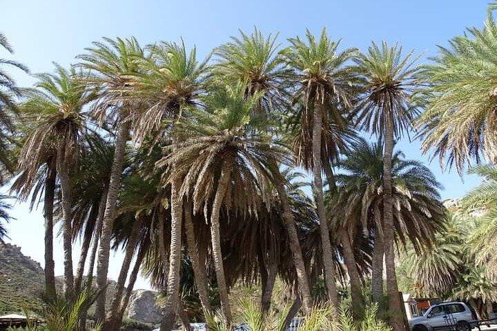 Full Day Private Tour to Vai Palm Beach  - photo 5