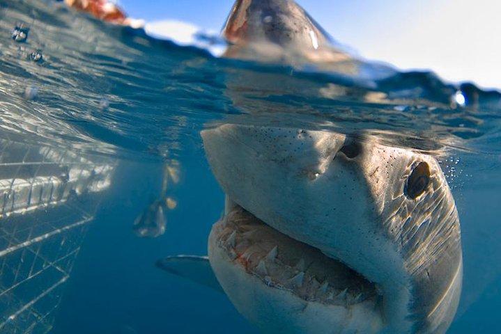 Cape Town 3-Day Attraction Tours: Shark Diving & Cape Peninsula & Wine Tasting - photo 5