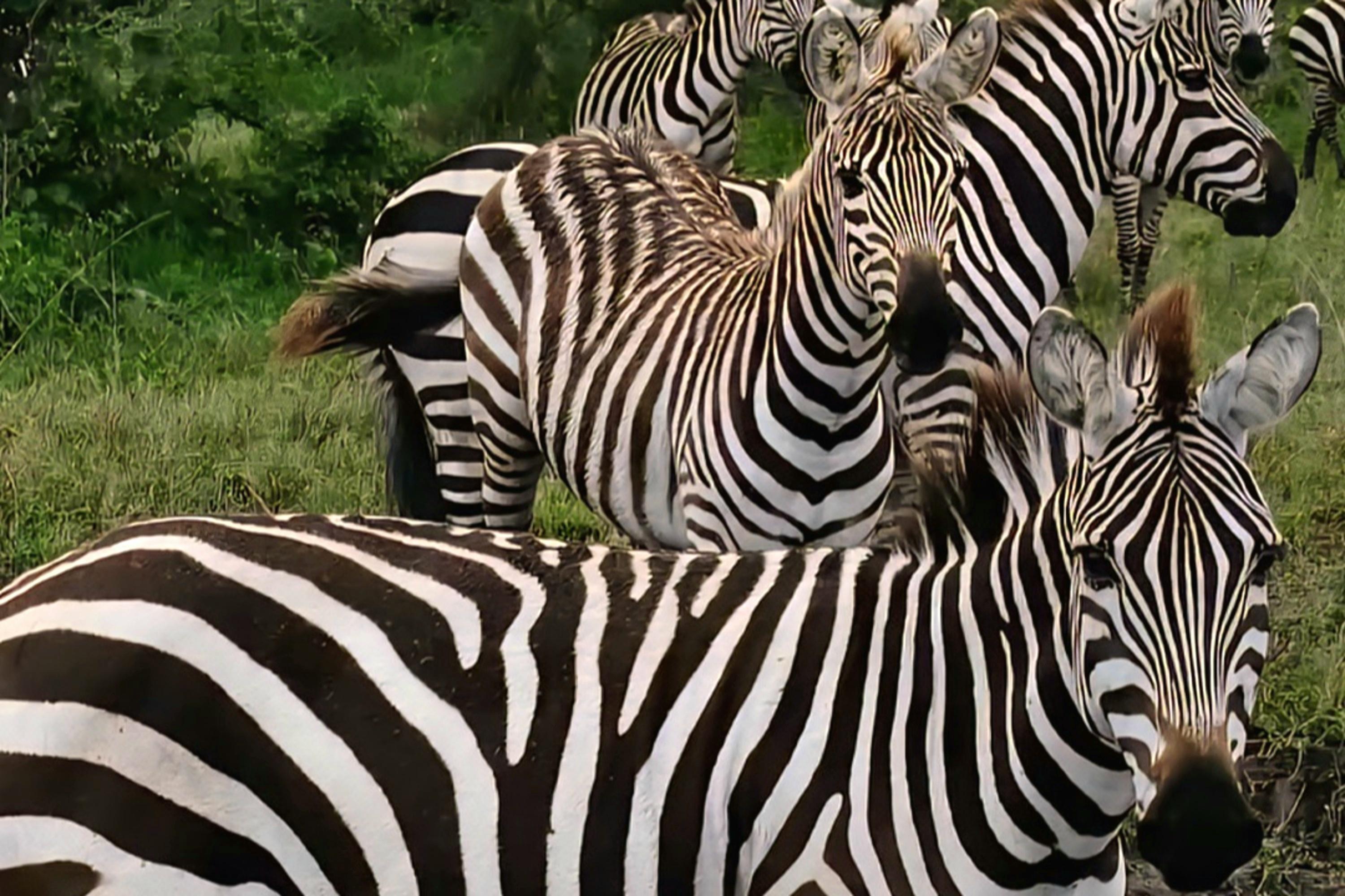 2-Day Tanzania Safari | Tarangire & Ngorongoro Big Five Experience - photo 5