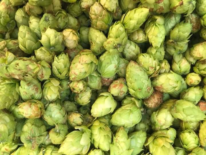 Hop grove and beer tour in Castel del Monte - photo 5