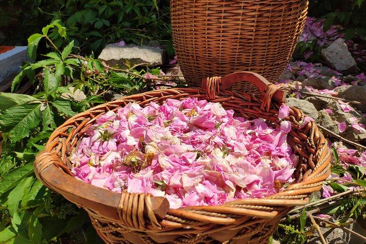 Picking Roses Workshop & Extracting Rose Oil in the Rose Valley - photo 2