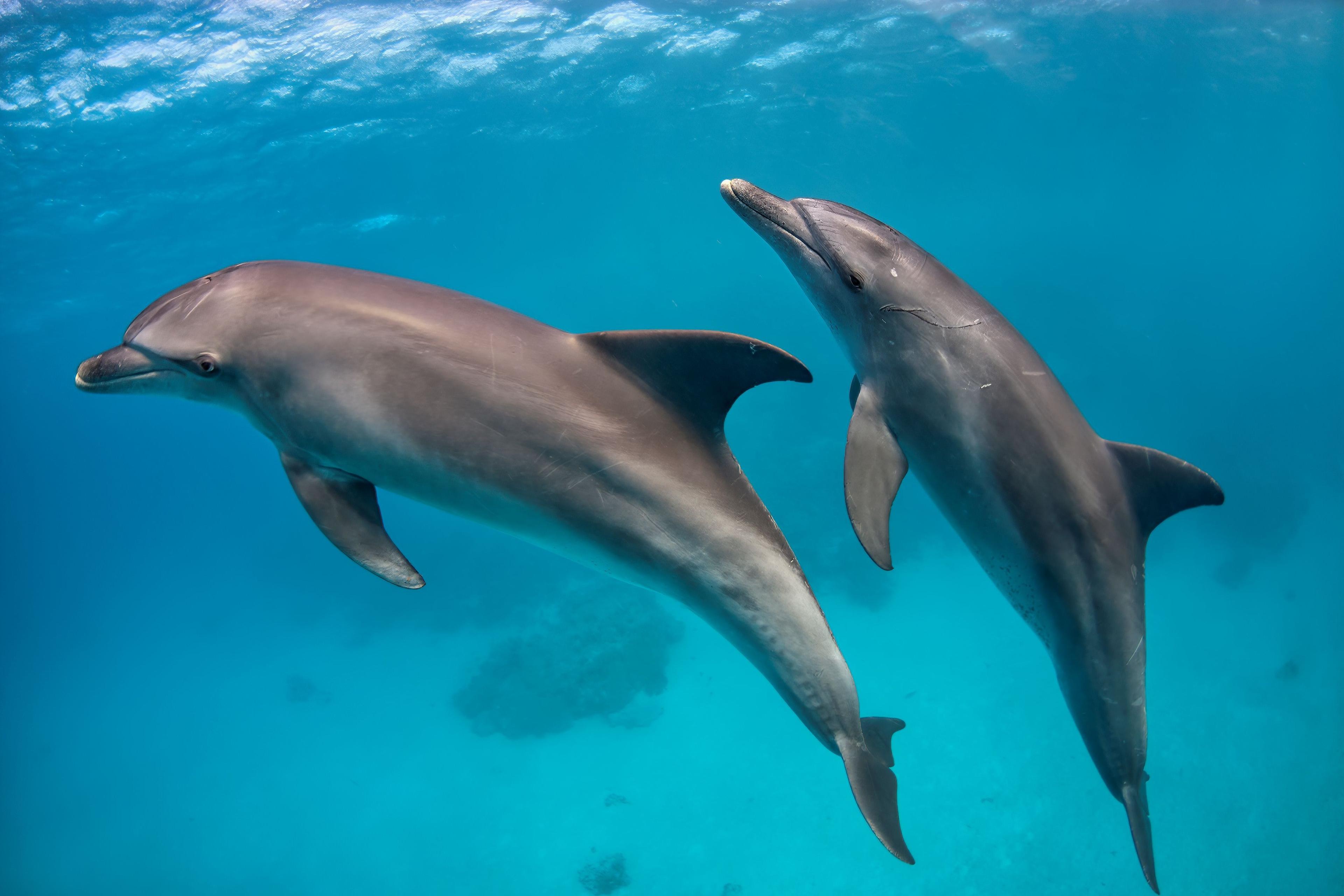 Hurghada Boat trip and Snorkeling Hurghada Dolphin house - photo 2