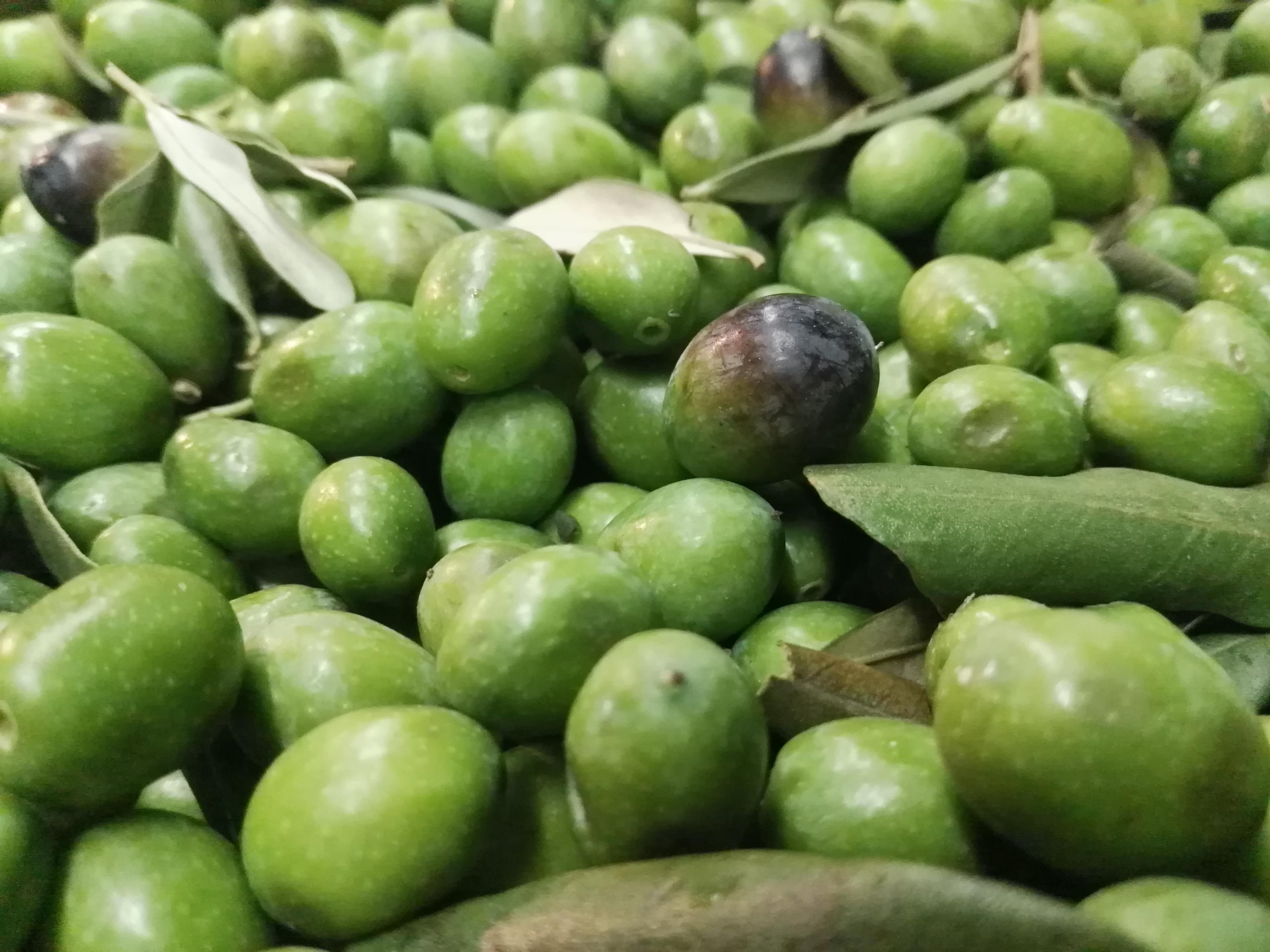 Olive oil tasting in Abruzzo. - photo 2