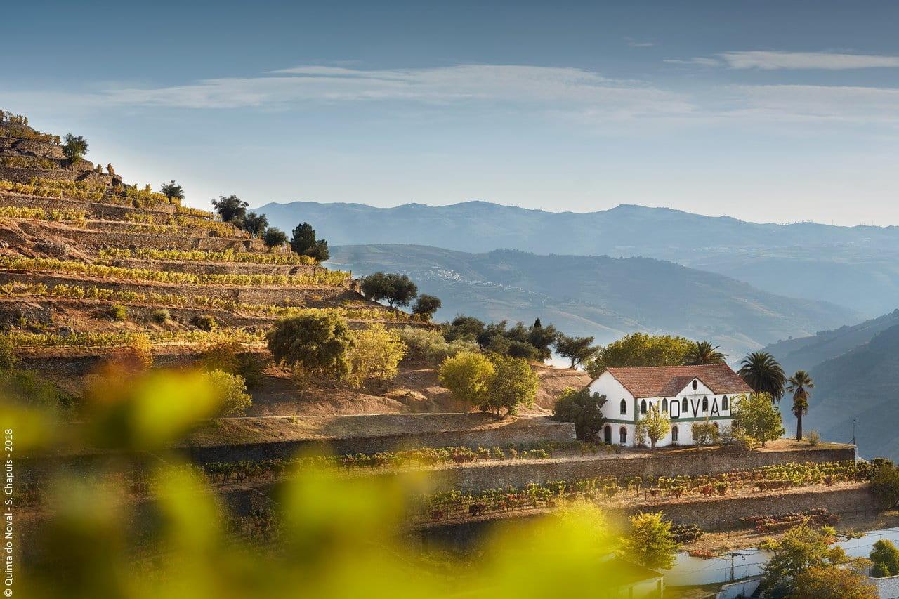 4×4 Douro Wine Tasting Tour - cover photo