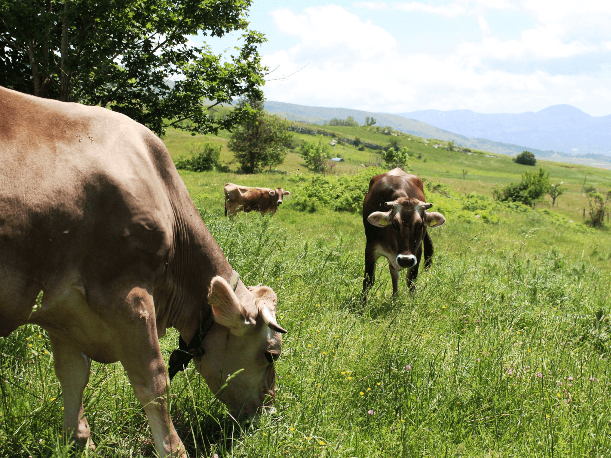 Traditional Cheese Factory Visit with Tasting near Isernia - photo 2