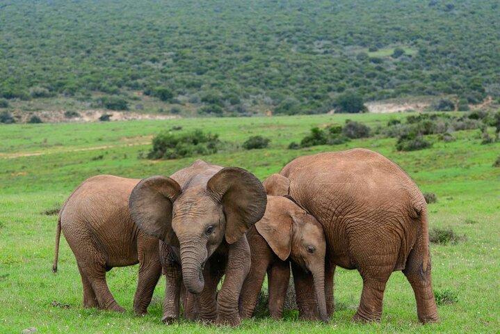 3- Day Garden Route Private Tour from Cape Town  - photo 3