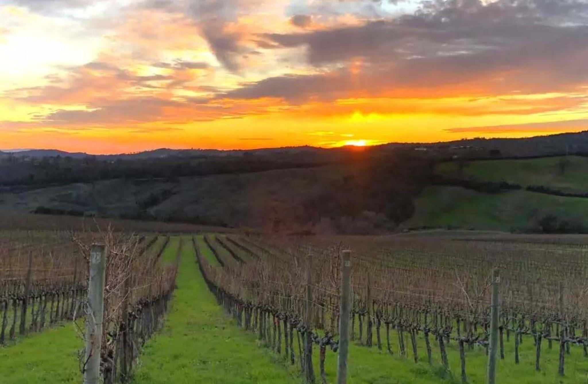 Luxury Winery Tour & Tasting with Local Food in Scansano - photo 3