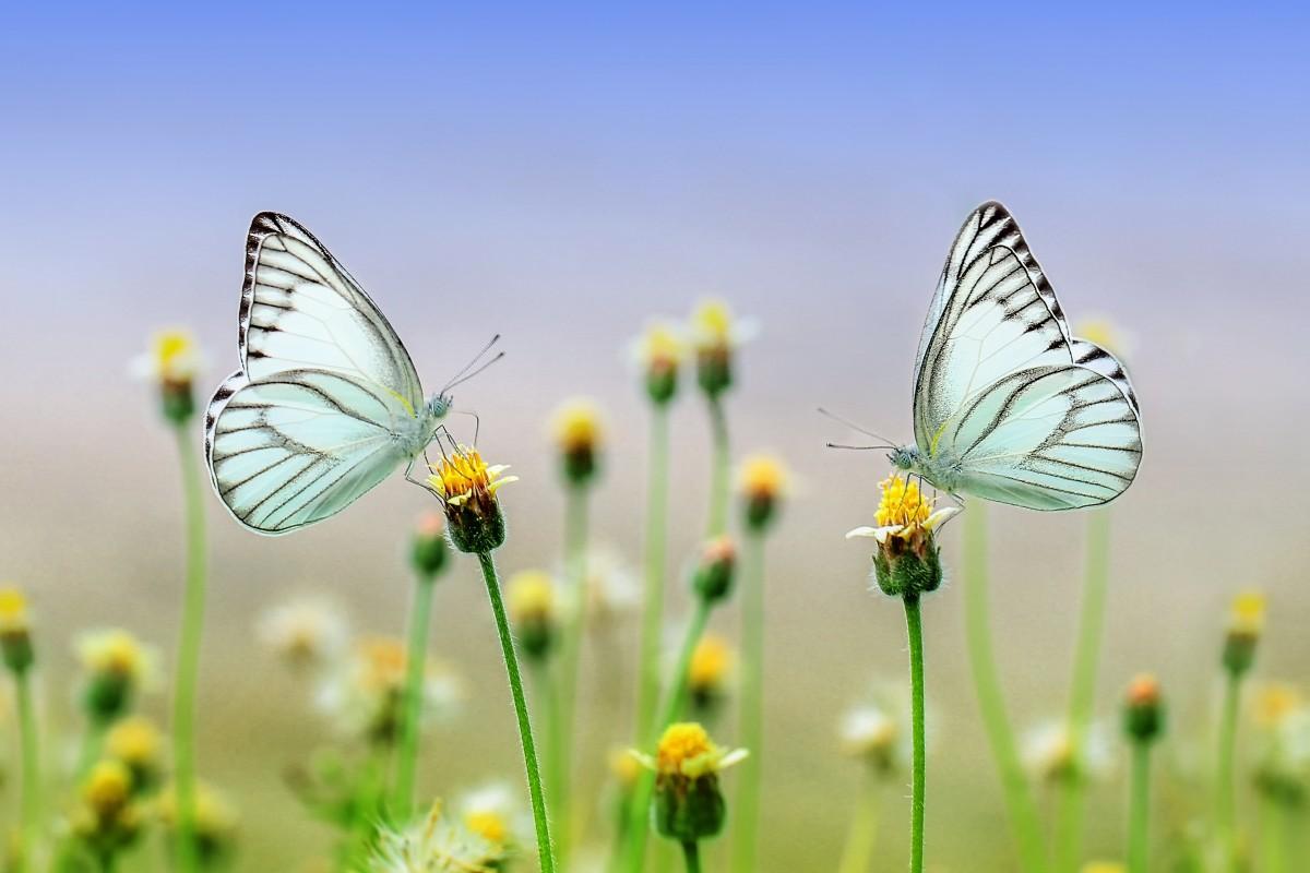 Miracle & Butterfly Garden tour with Private Transfers - photo 3