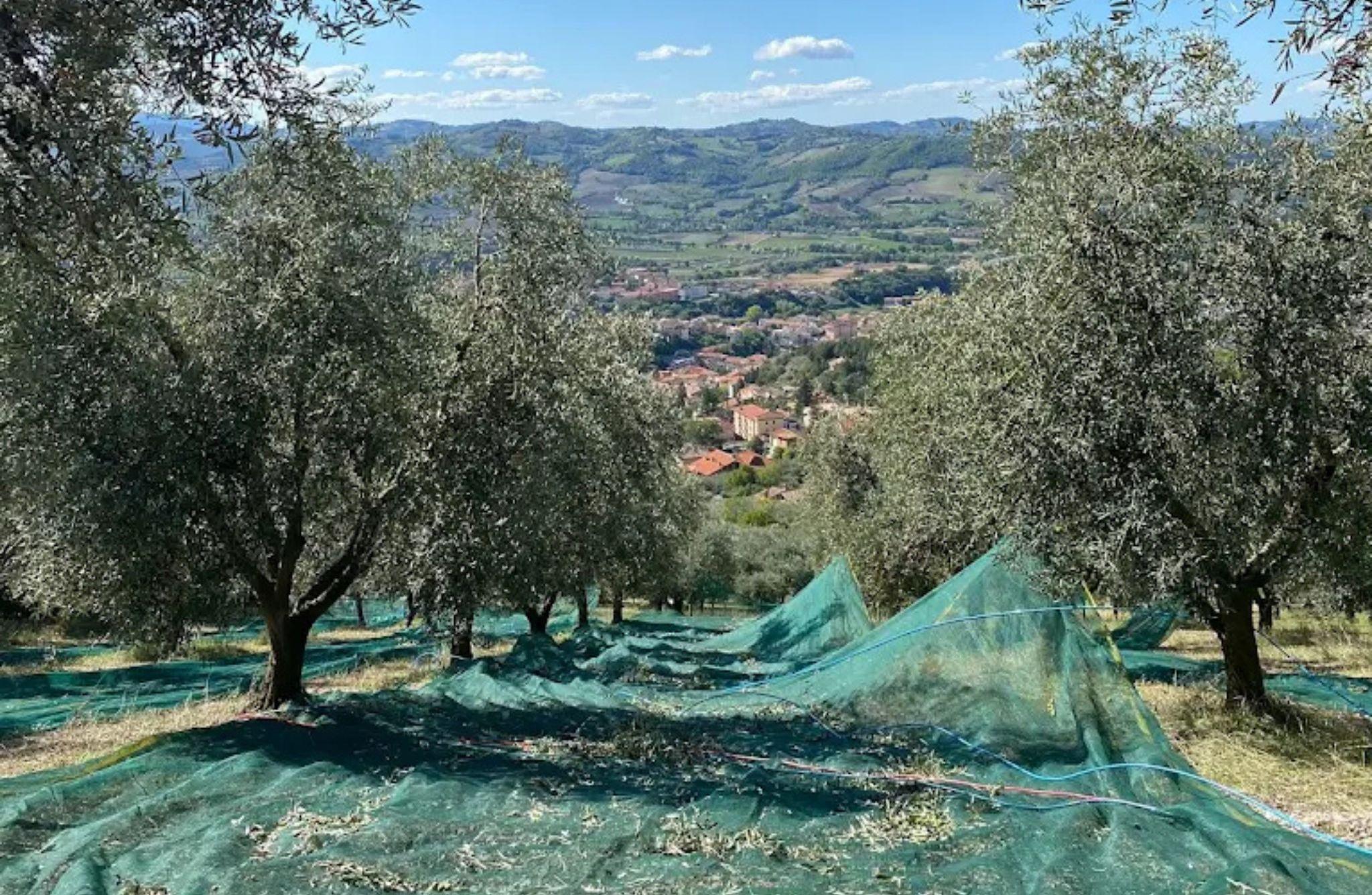 Olive Mill Tour & Tasting with Food near Gubbio & Perugia - photo 2