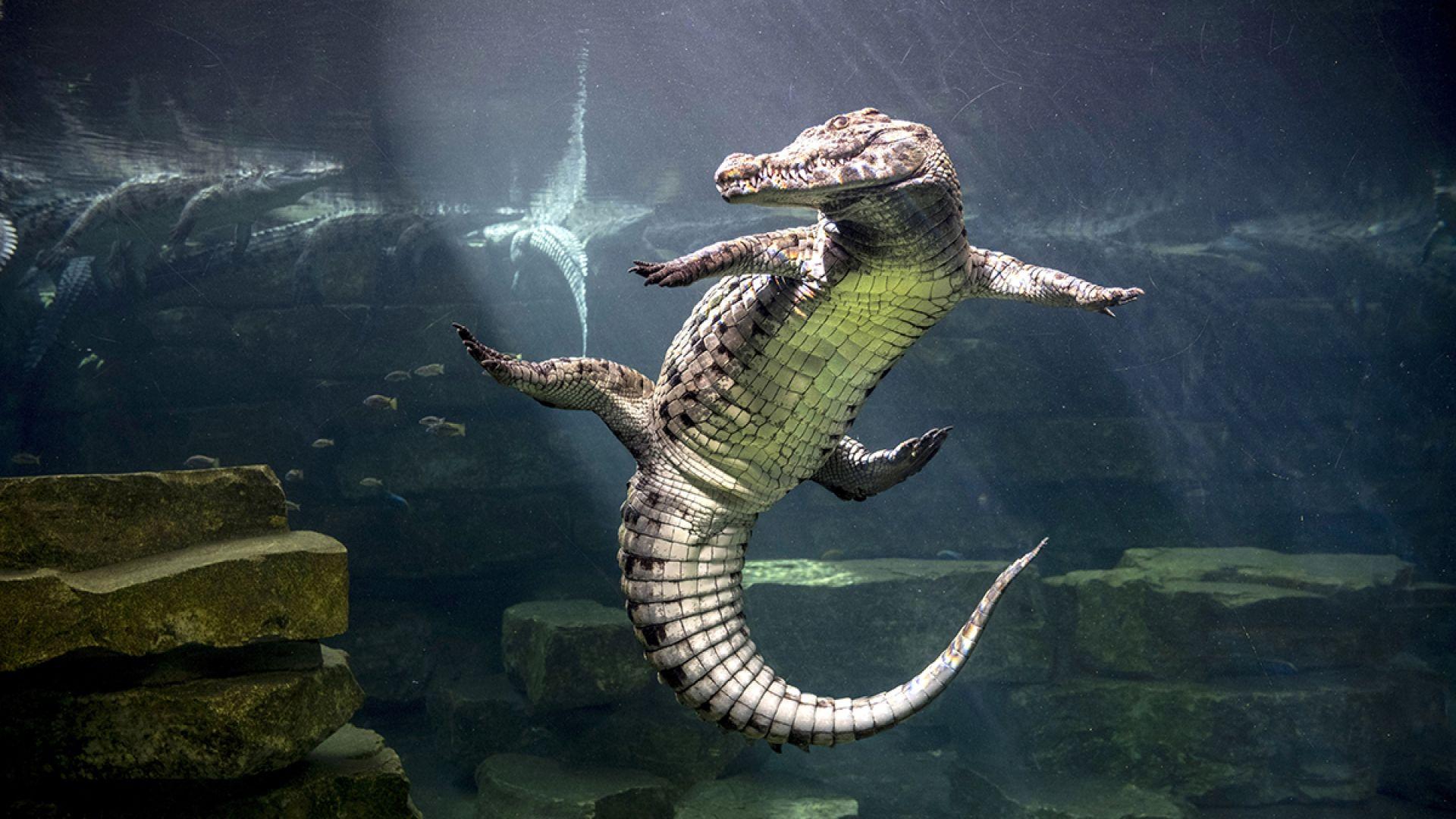 Dubai Crocodile Park Entrance Tickets - photo 4