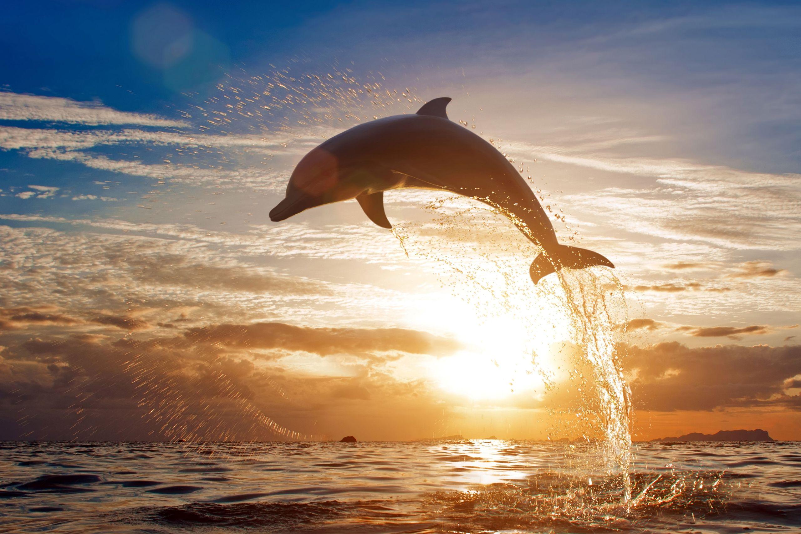 Sataya Reef Dolphin House Marsa Alam Snorkeling Tour - cover photo