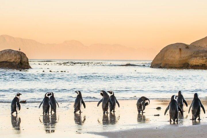 Cape Peninsula Tour  - photo 4