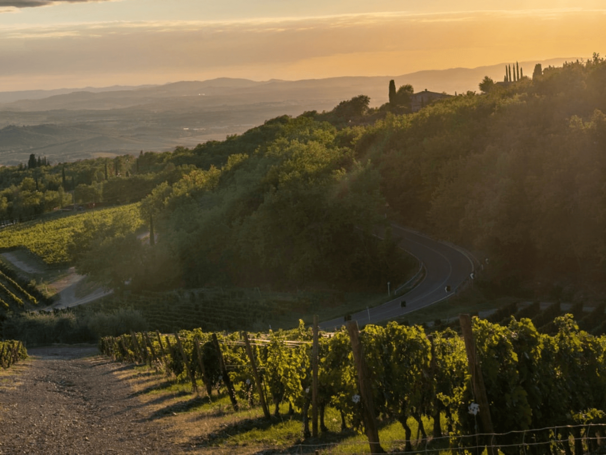 Winery Visit, Vineyard Walk & Wine Tasting near Grosseto - photo 3