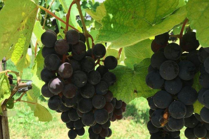Art Of Wine – Travel Through The So-Called Wine Route Visiting Various Wineries  - cover photo