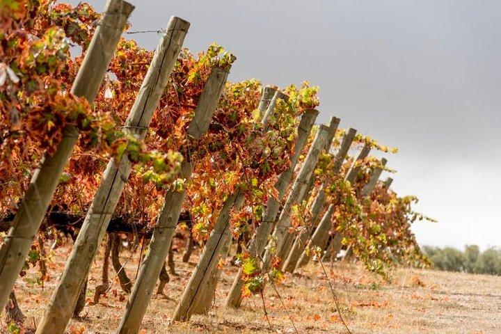 Evora Private Tour * Private Tours * - photo 5