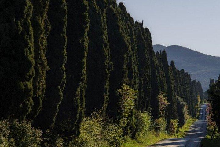 Florence Private Day Trip Bolgheri Wine Experience e Volterra - photo 4