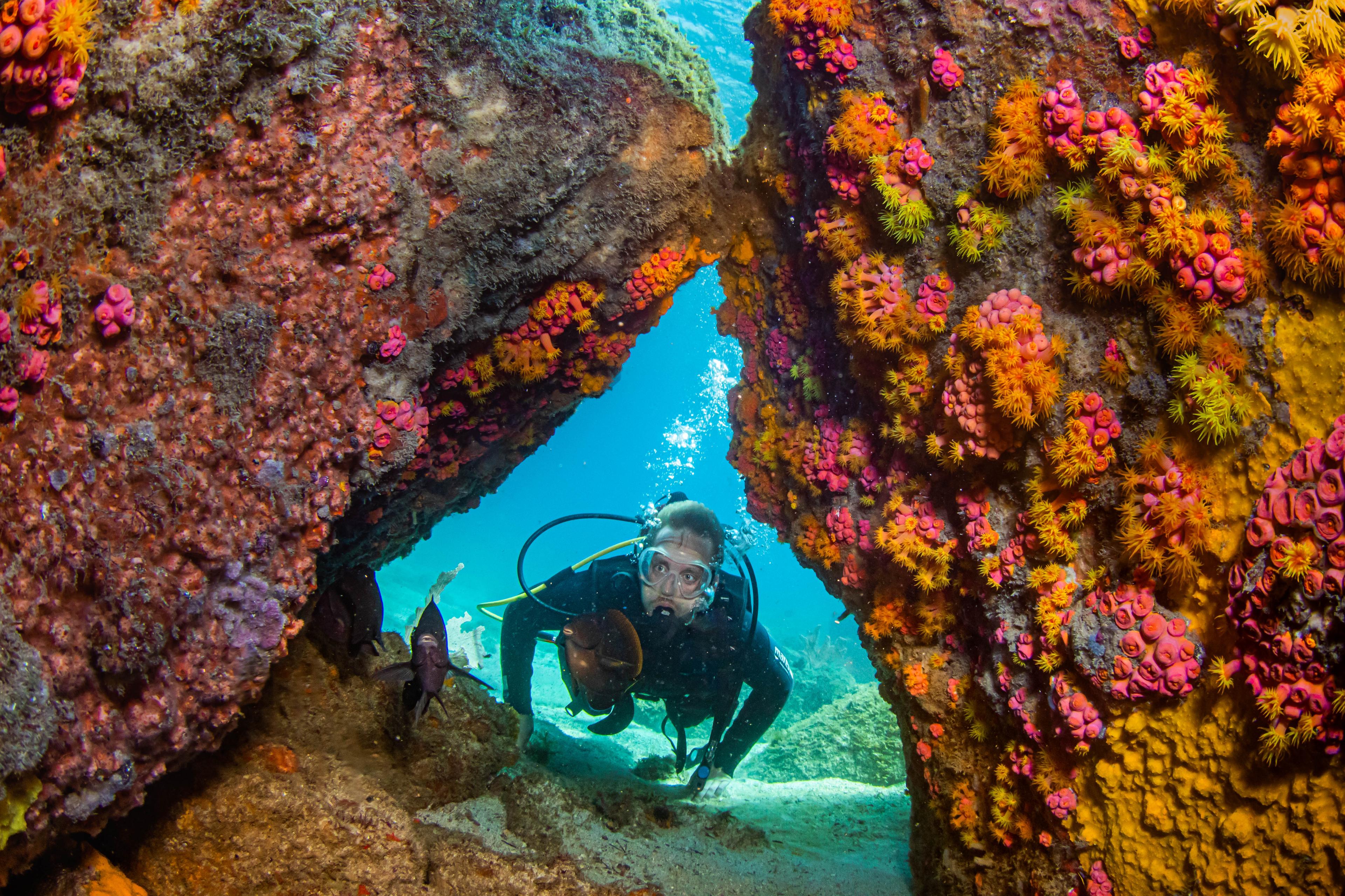 Scuba Diving Day Trip from Rio to Crystal Clear Waters - cover photo