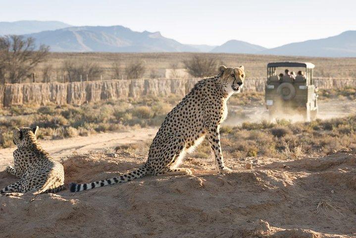 Cape Town 2-Days Luxury Overnight Big Five Safari game Reserve  - photo 4