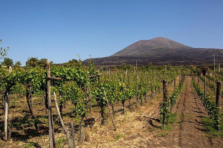 Mount Vesuvius & Wine Tasting with Lunch Private Tour from Sorrento Coast - photo 3
