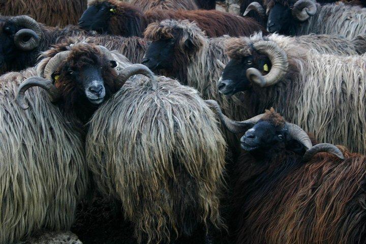 Seeing Unique Bulgarian Breeds of Pets and Privately Tasting Organic Products - photo 2