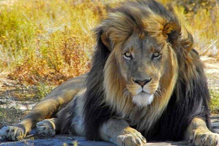 CAPE TOWN ) BEST OF AQUILA SAFARI FULLDAY TOUR - photo 3