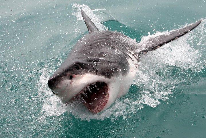 Cape town Private , Shark Diving Gangsbaai Tour - cover photo