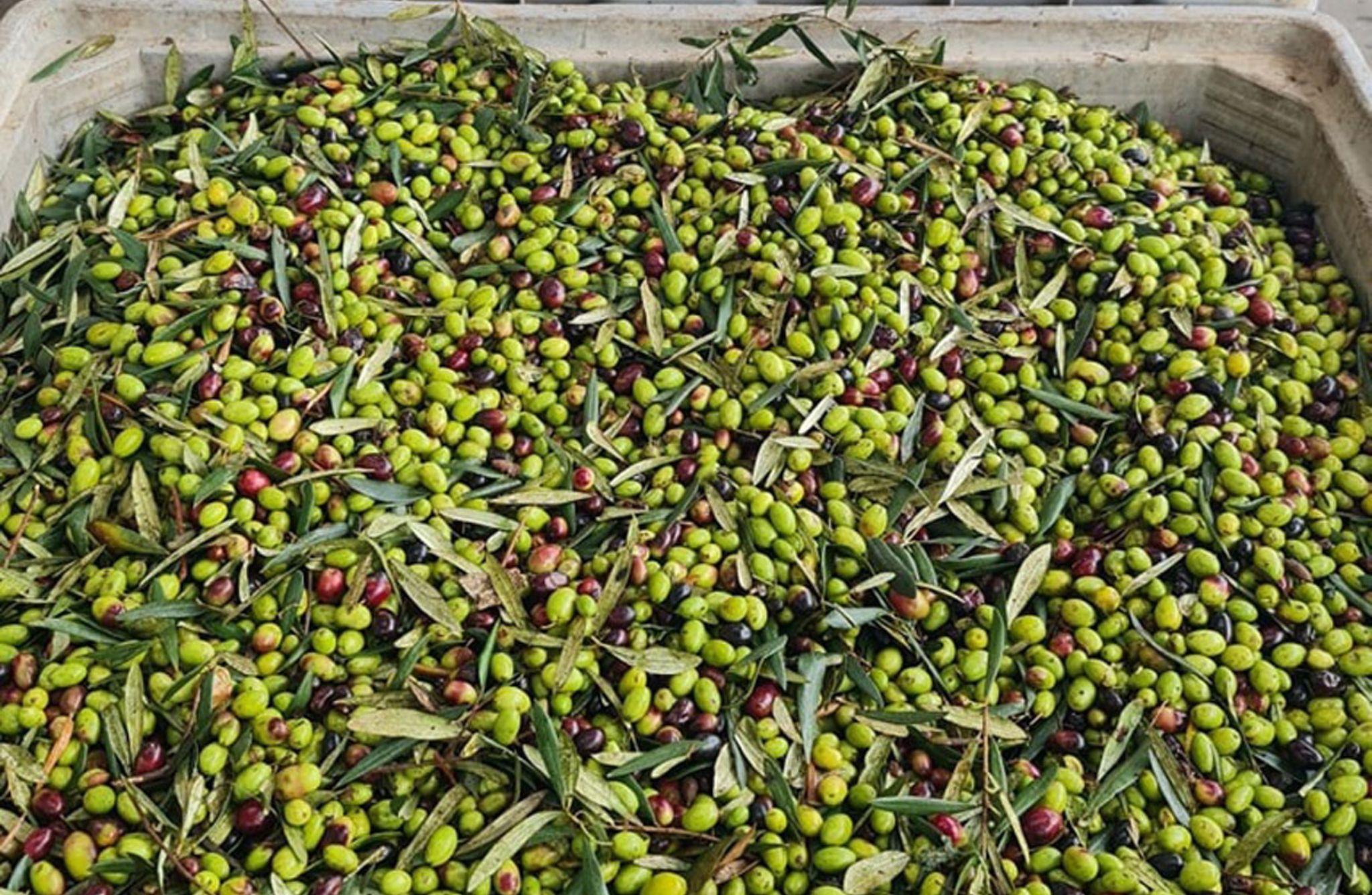 Olive Oil Mill Tour with Tasting and Gift near Bari - photo 5