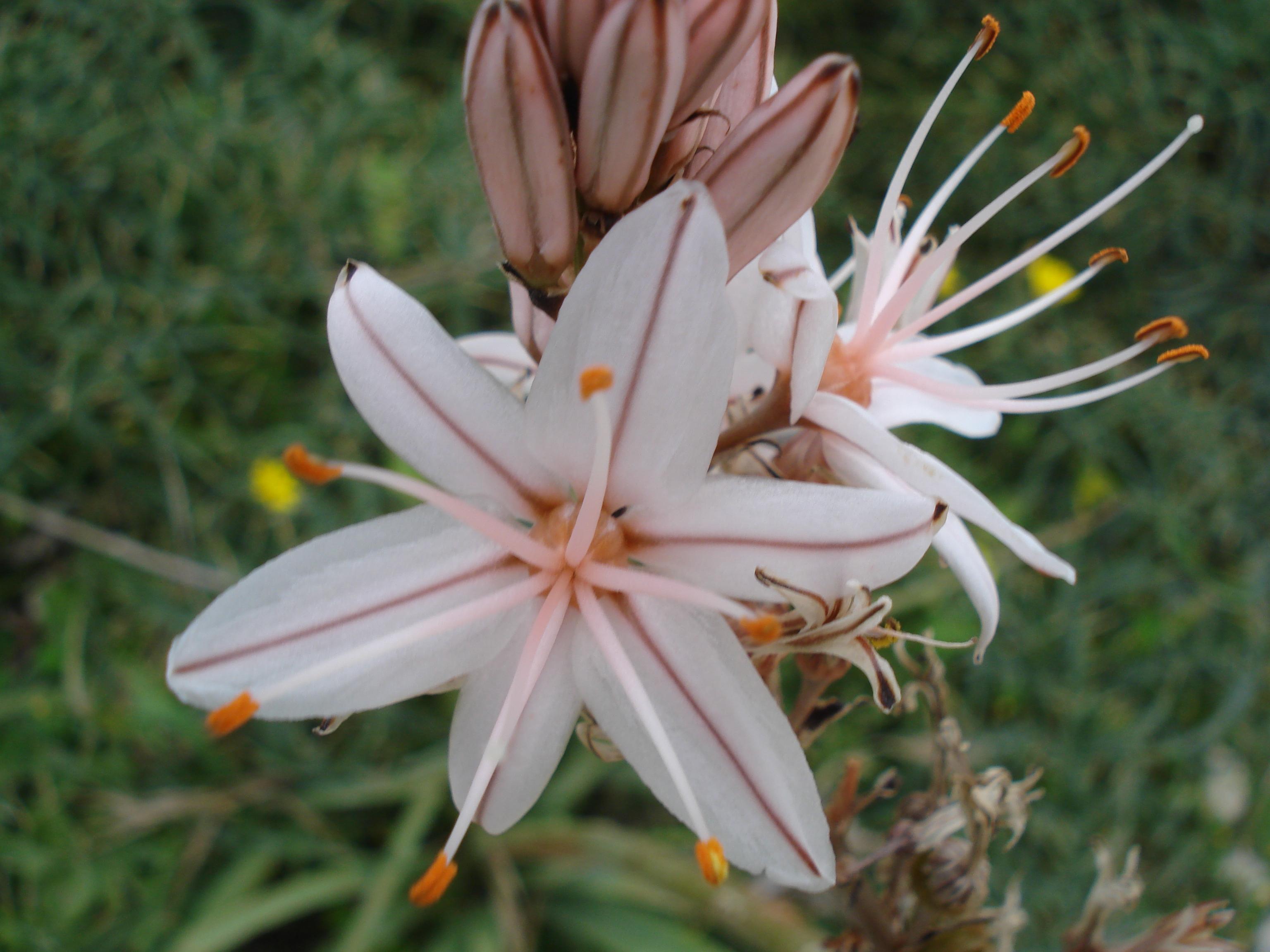 Gozo Nature Walking Tour (Private Tour With Customizable Itinerary) - photo 3