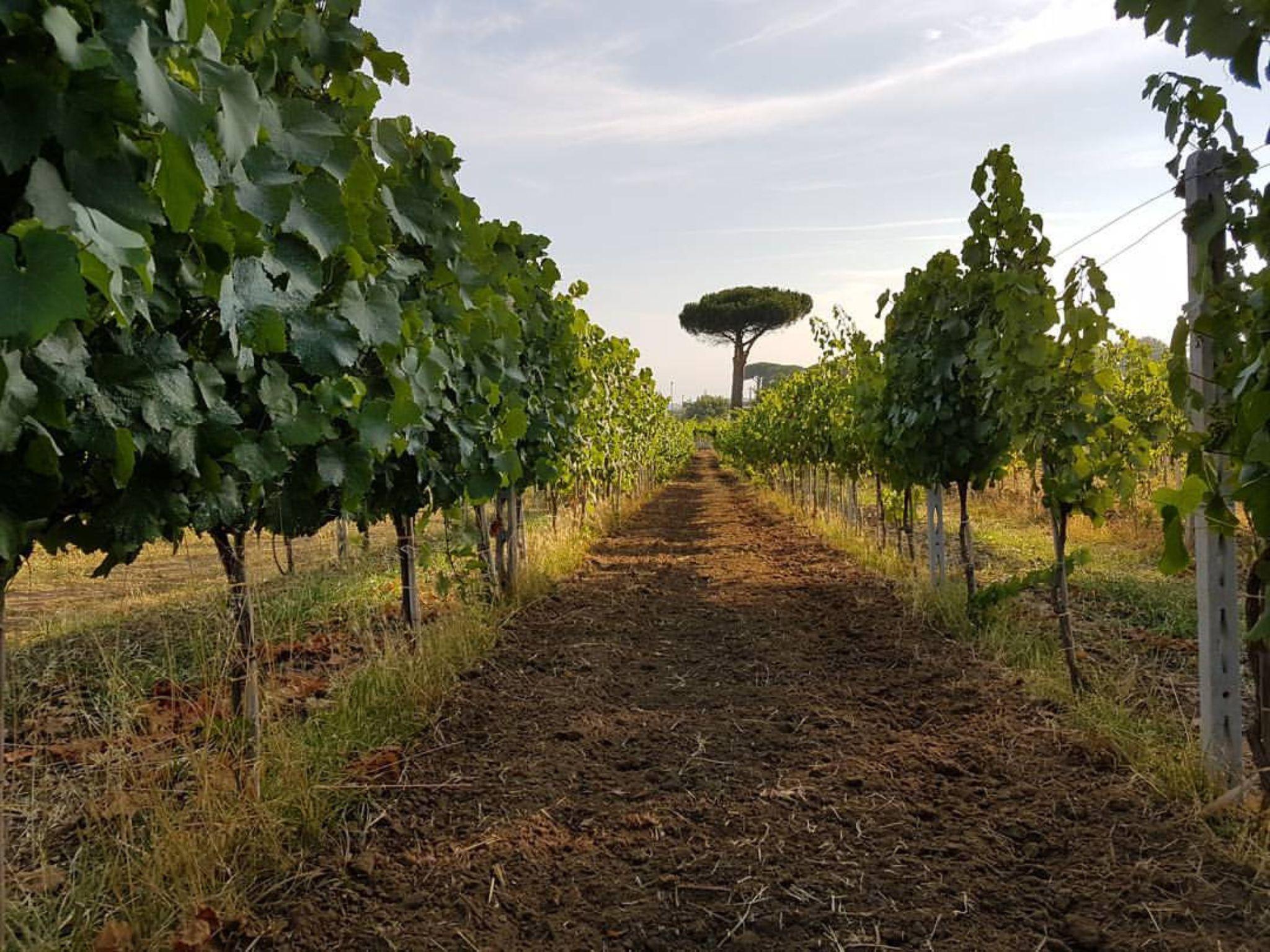 Wine Tasting & Medieval Town Visit at Castelli Romani - photo 3