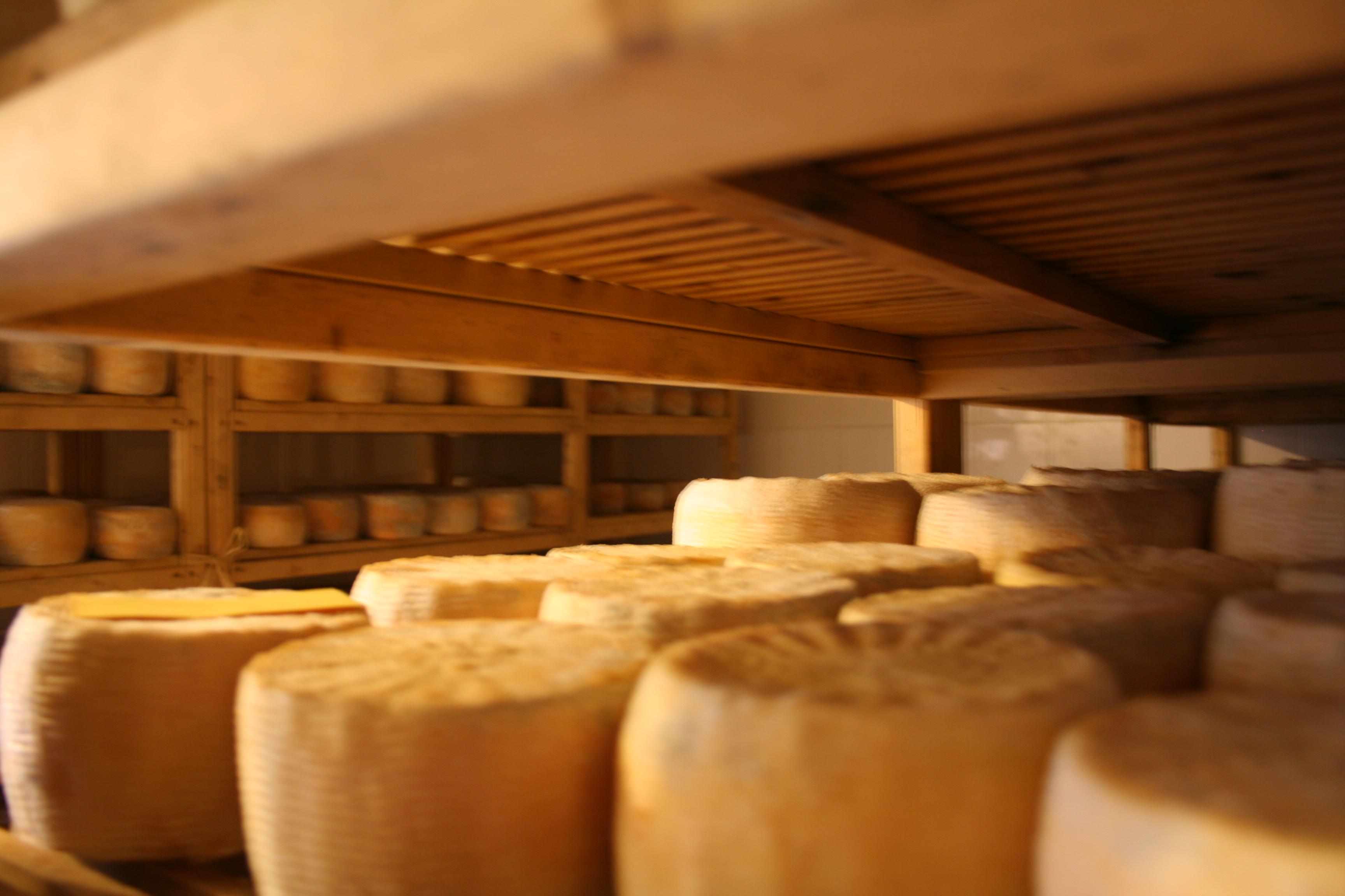 White gold from milk - visit to a typical Santa Caterina cheese dairy - photo 2