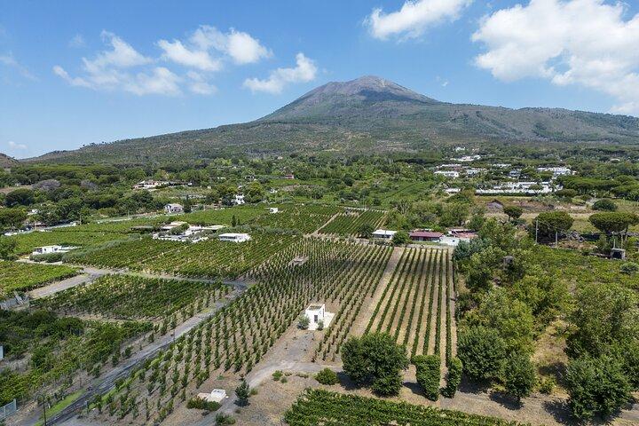 Organic Wine Tasting & Lunch Experience on Mt Vesuvius - cover photo