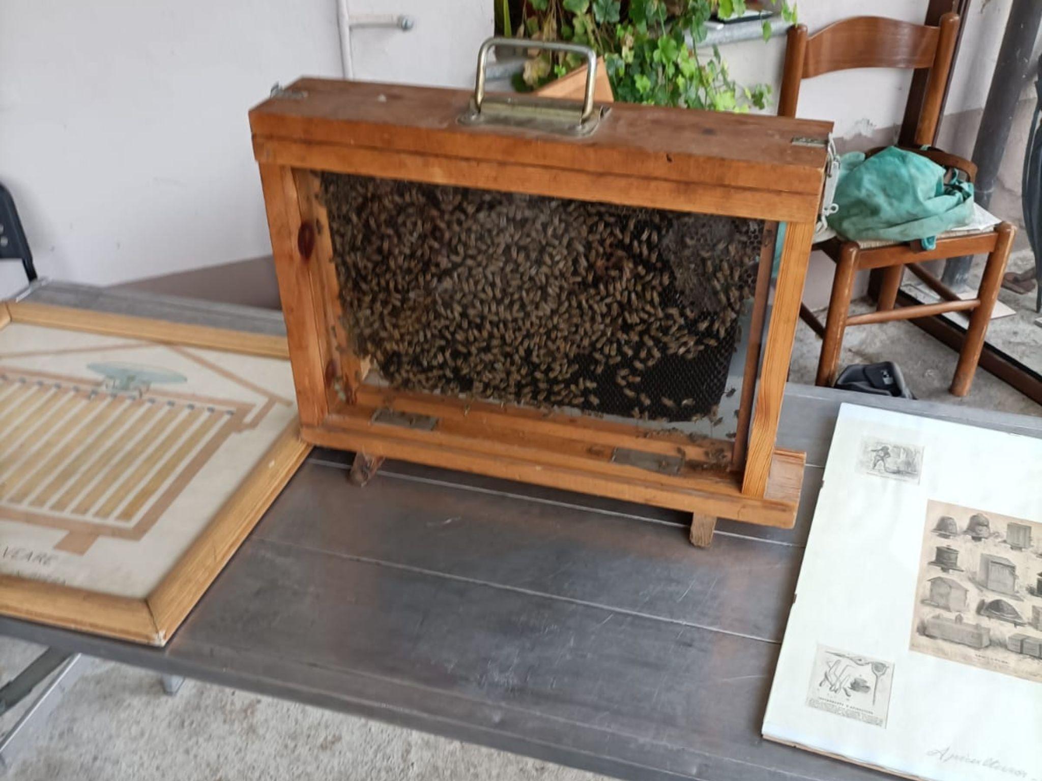 Honey and Mead Tasting Experience in Monferrato - photo 3