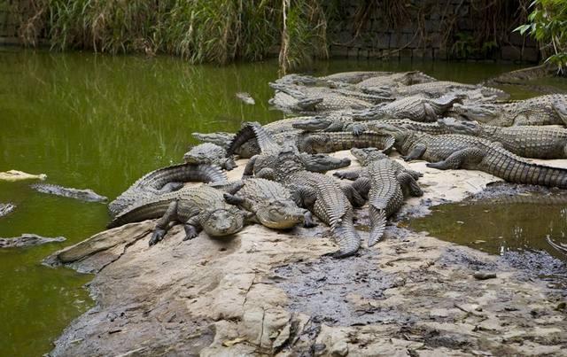 Dubai Crocodile Park Entrance Tickets - photo 5