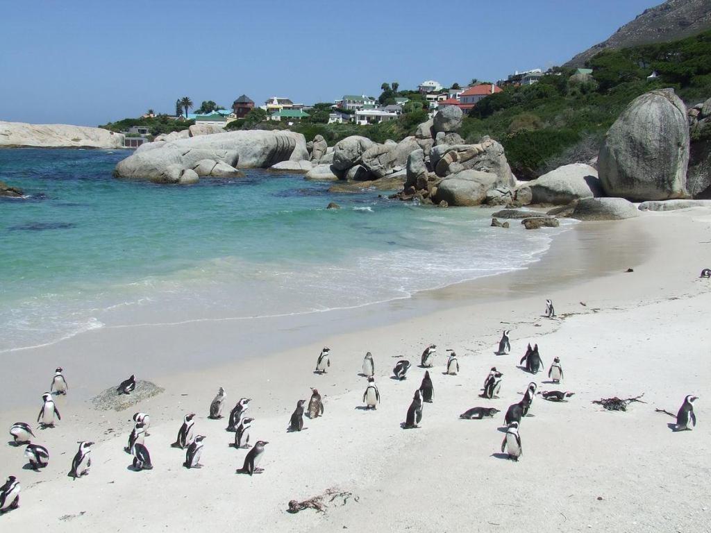 CAPE TOWN, NELSON MANDELA GATEWAY & CAPE PENINSULA PENGUIN TOUR - photo 5