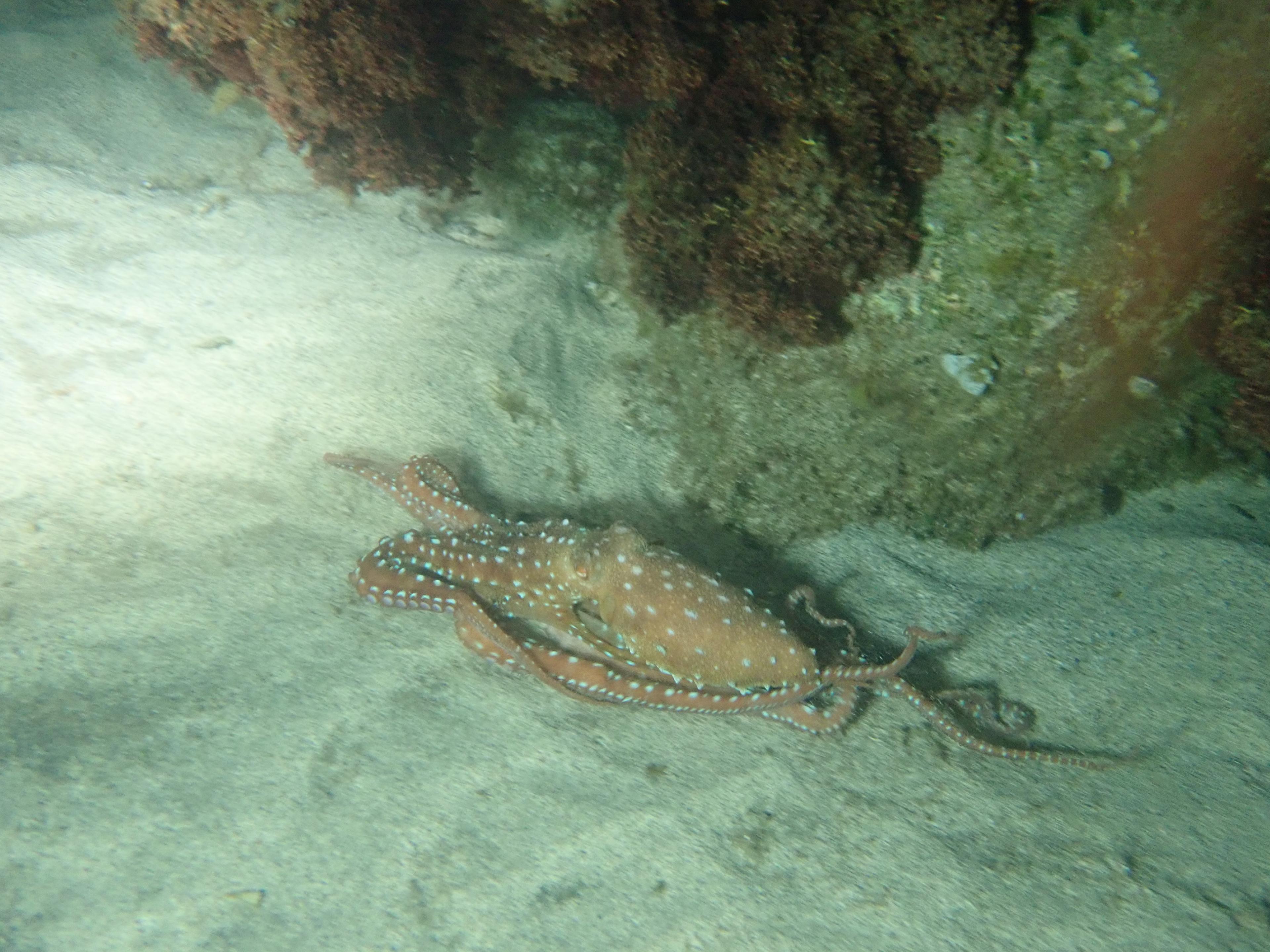 Night snorkeling - photo 4