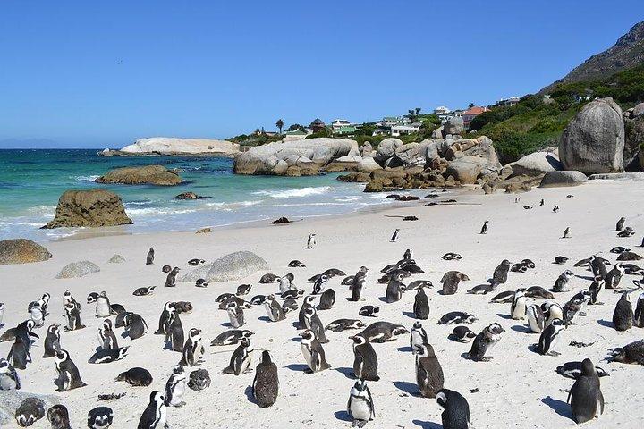 CAPE TOWN , PRIVATE TOUR , CAPE PENINSULA PENGUIN FULL DAY - photo 2