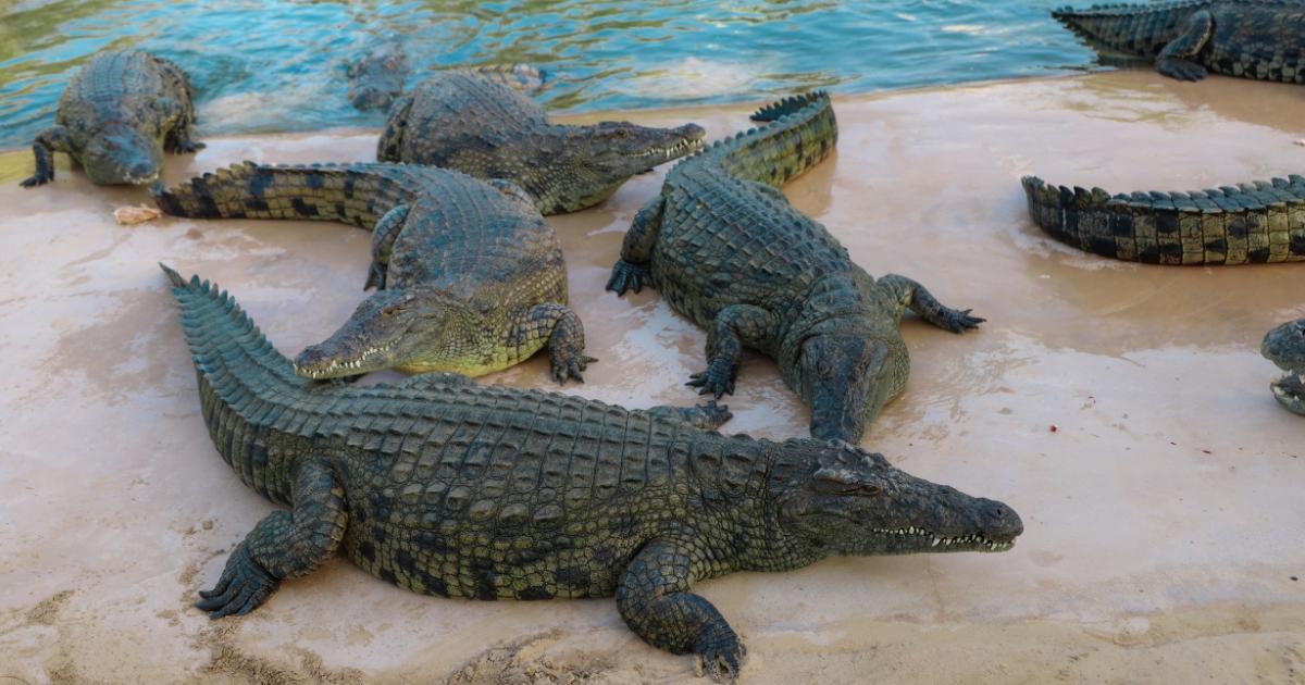 Dubai Crocodile Park Tour with Private Transfers - photo 4