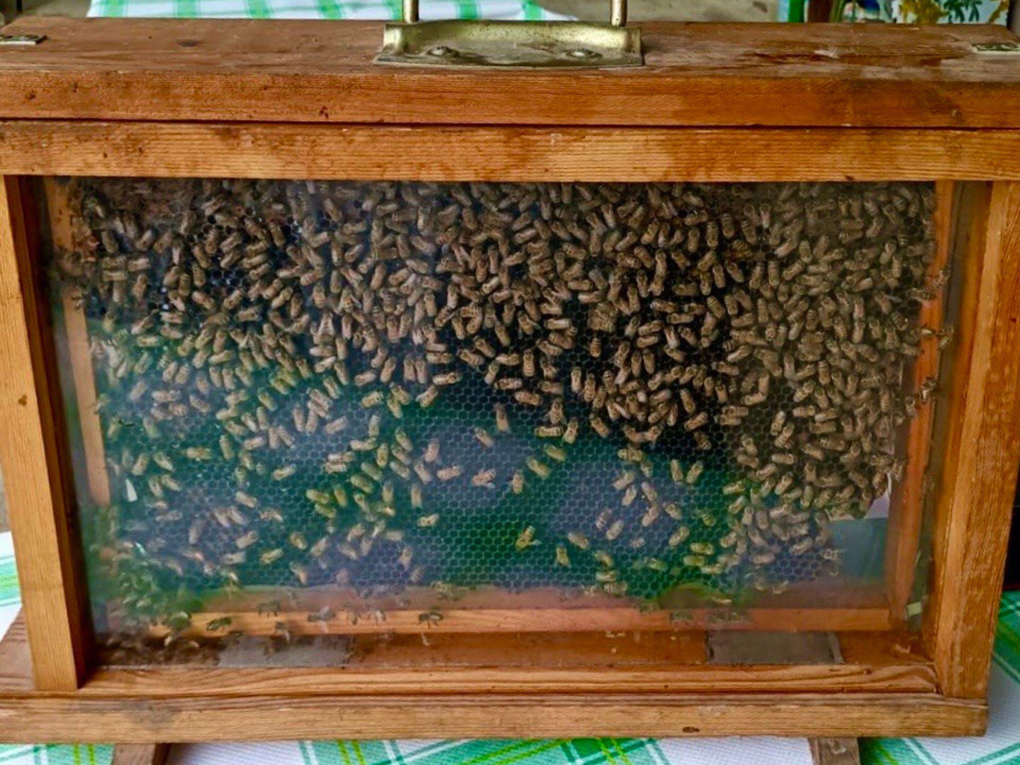 Honey and Mead Tasting Experience in Monferrato - cover photo